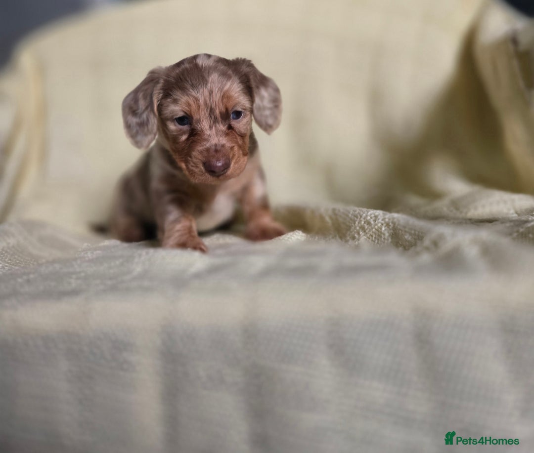 Miniature Dachshund dogs for sale: Miniature long hair dachshund  - Advert 1