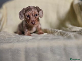 Miniature Dachshund dogs Miniature long hair dachshund - Advert 1