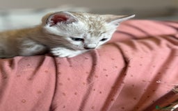 Bengal cats for sale: 💙Stunning Silver Mink Bengal TICA registered  - Image 7