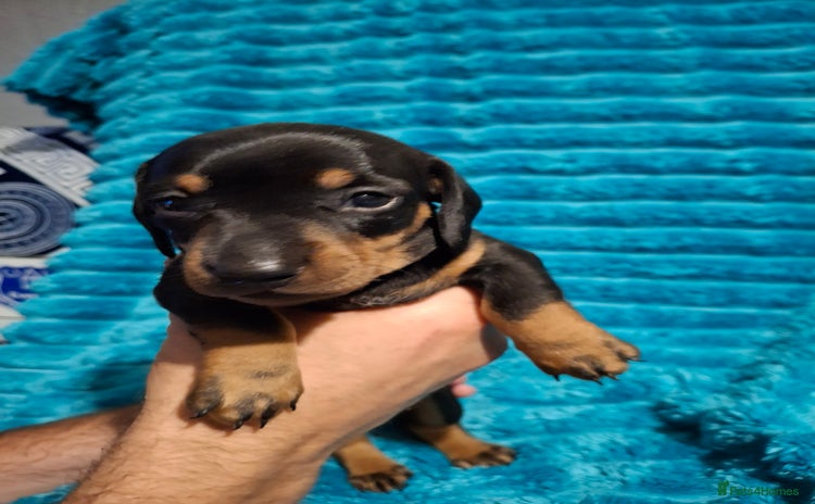 Dachshund dogs - Advert 2