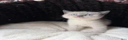 British Shorthair cats for sale: Rare British shorthair kittens - Advert 5