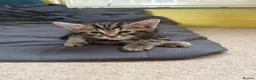 Mixed Breed cats for sale: 1 boy kitten left - Advert 5