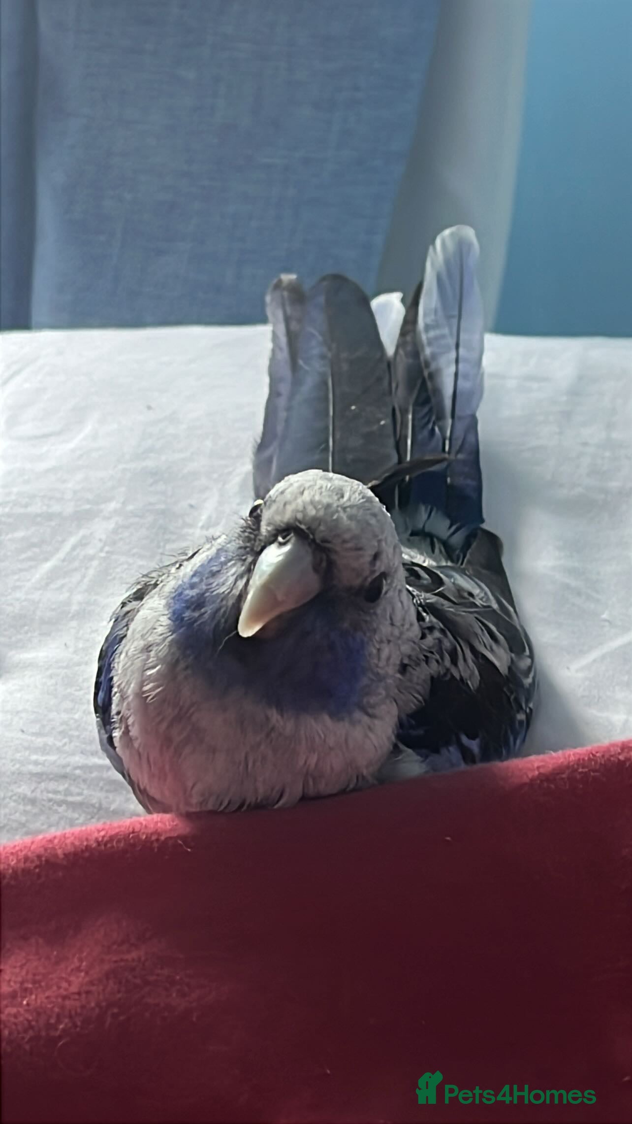 Budgerigars birds Blue pennant  - Advert 4