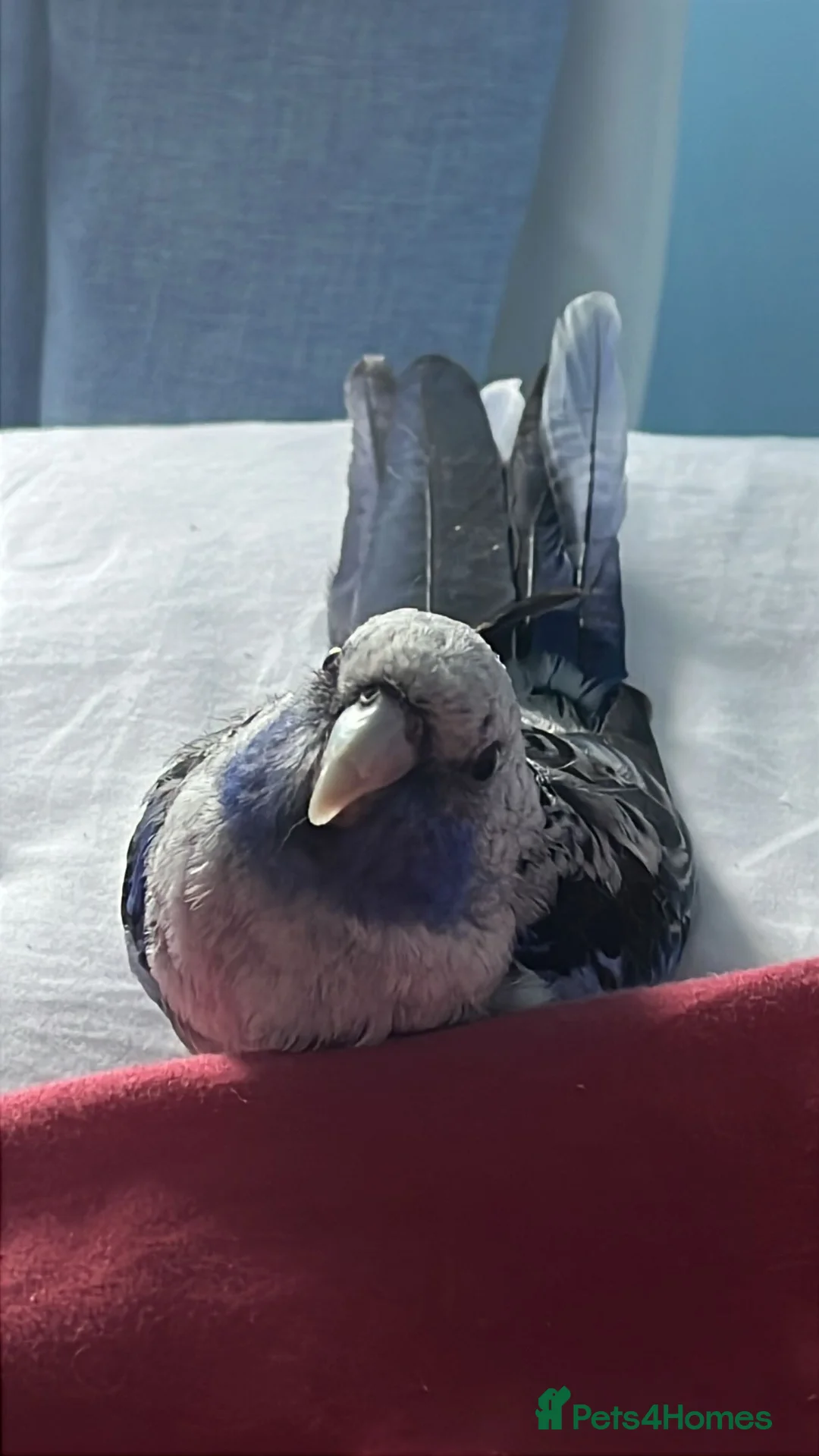 Budgerigars birds for sale: Blue pennant  - Advert 1