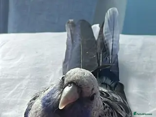 Budgerigars birds Blue pennant - Advert 8