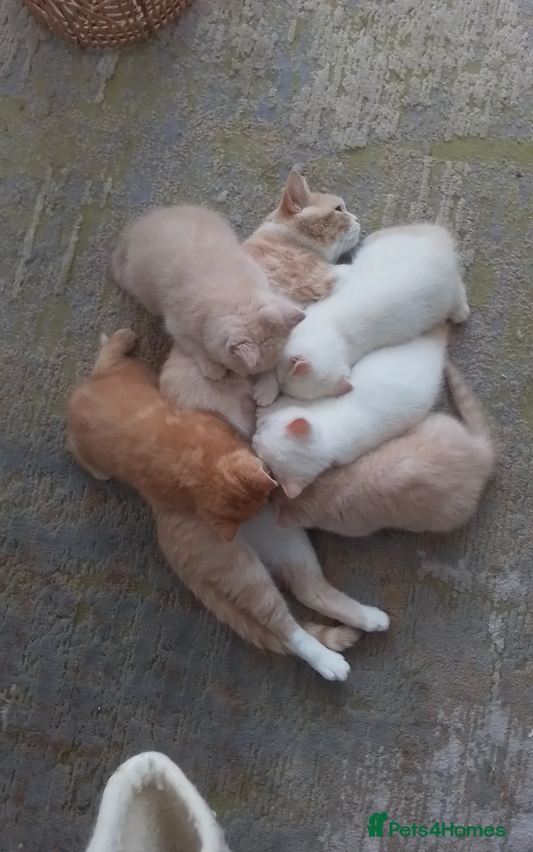 British Longhair cats for stud: British Longhair for Stud - Advert 12