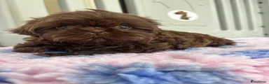 Shih Tzu 5