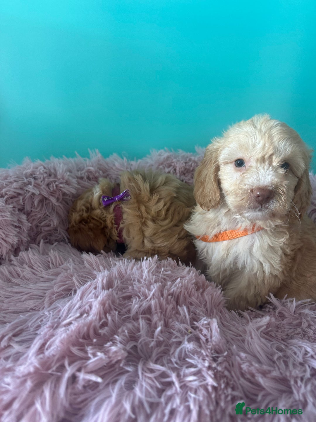 Cockapoo dogs for sale: Miniature cockapoo puppies - Image 8