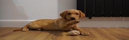 Labrador Retriever dogs for sale: Stunning KC Fox Red & Yellow Labrador Puppies - Advert 26