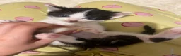 Mixed Breed cats for sale: Kittens ready  in Swansea - Advert 8