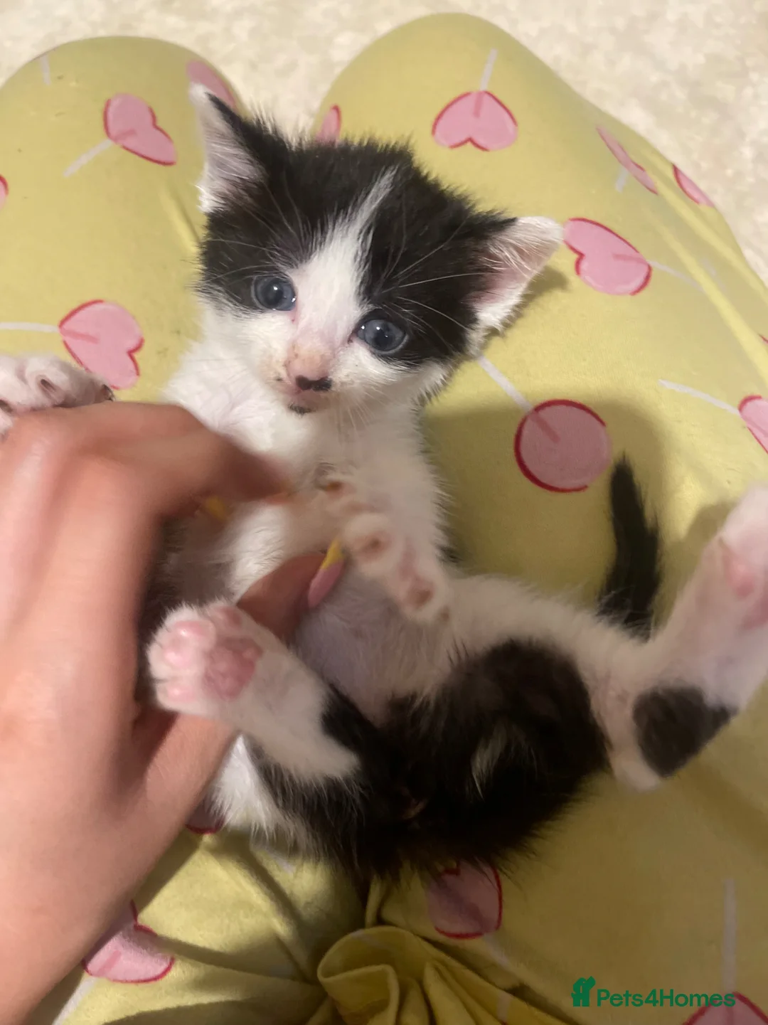 Mixed Breed cats for sale: Kittens ready  - Advert 32