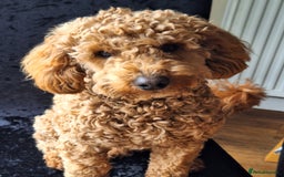 Poochon dogs for stud: Poochon stud. - Image 1