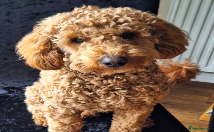 Poochon dogs - Advert 1