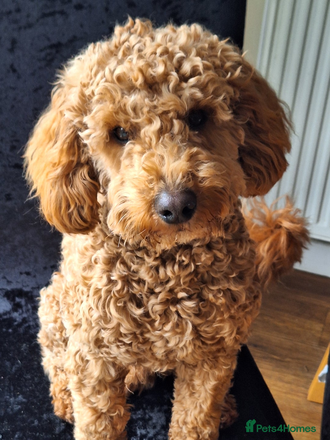 Poochon dogs for stud: Poochon stud. - Image 1