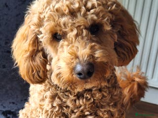 Poochon dogs Poochon stud. - Advert 5