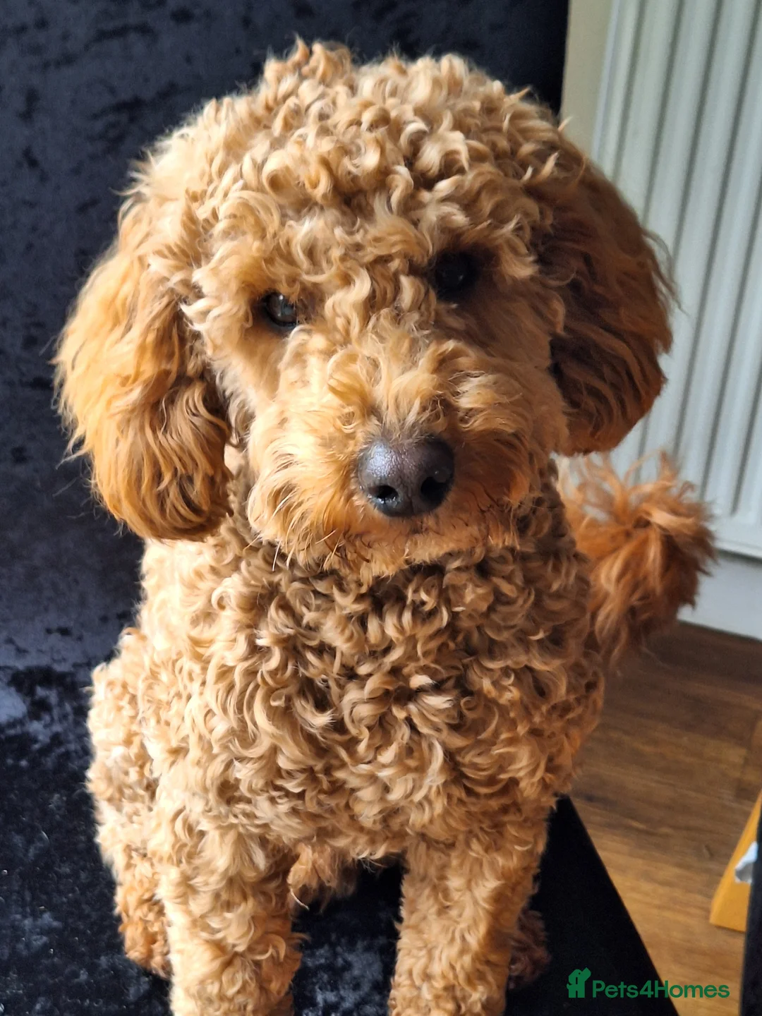 Poochon dogs for stud: Poochon stud. - Advert 1