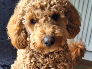 Poochon dogs Poochon stud. - Advert 1