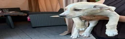 Mixed Breed dogs for adoption: AZALEA– The Little Lap Dog Who May Not Stay Little - Advert 7