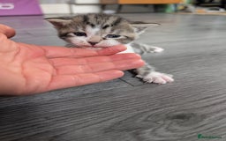 Siberian cats for sale: Georgeous Siberian (mix) kittens - Image 12