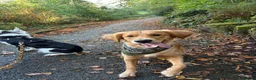 Golden Retriever dogs for stud: Looking for a stud for my Golden retriever female in Darwen - Advert 3
