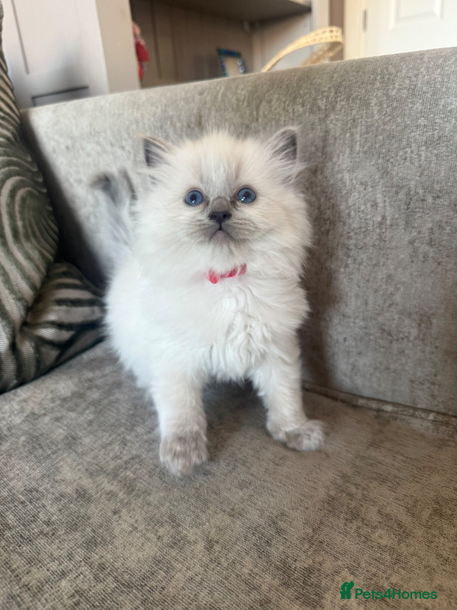 Ragdoll cats Beautiful Ragdoll Kittens - 1 BOY LEFT - Advert 9