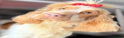 Cockapoo dogs for sale: ⚜️🌸Lady Whistledown Cockapoos🌸⚜️ - Advert 4