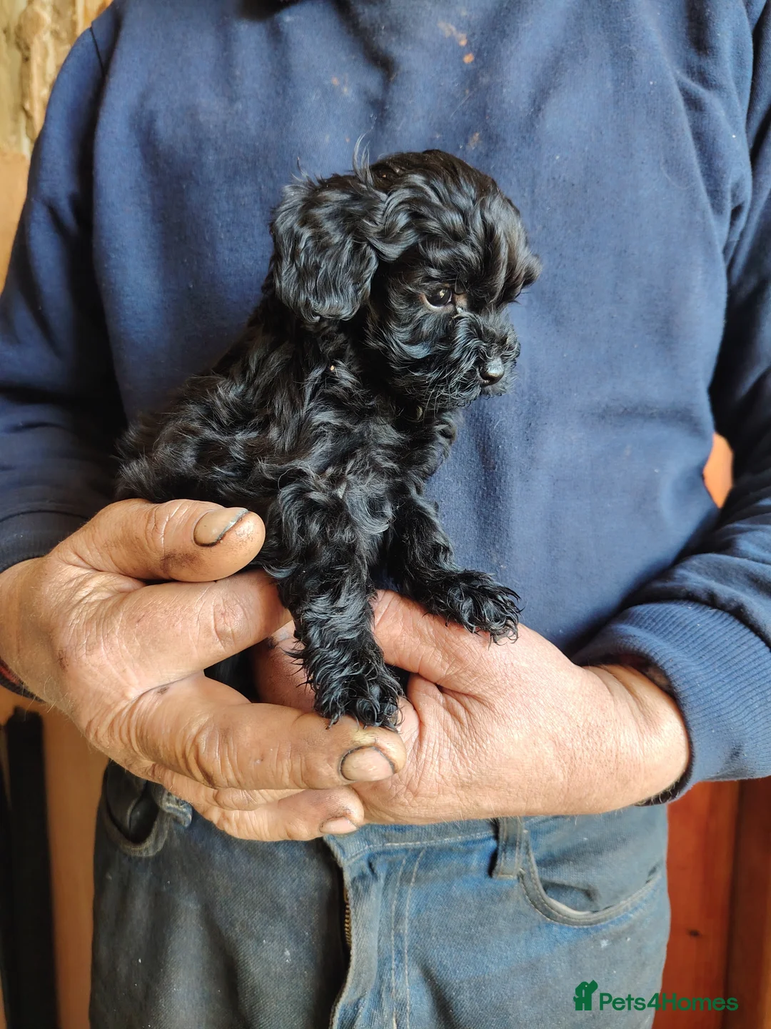 Shihpoo dogs for sale: 7 shihpoo puppies READY NOW - Advert 1