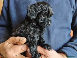 Shihpoo dogs 7 shihpoo puppies READY NOW - Advert 1