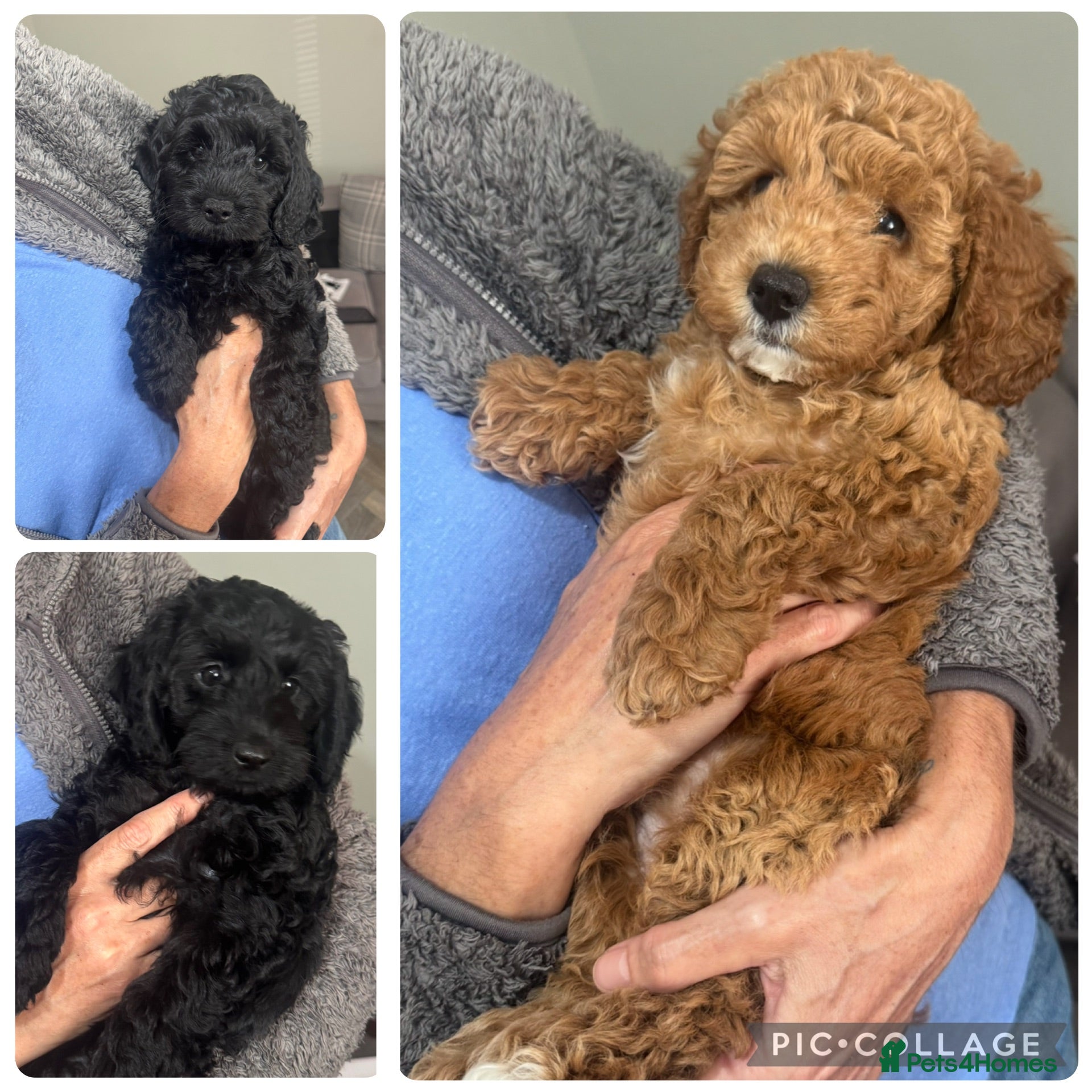 Cockapoo dogs Reduced! 5 star cockapoo ⭐️ Ready to leave now 💗 - Advert 2