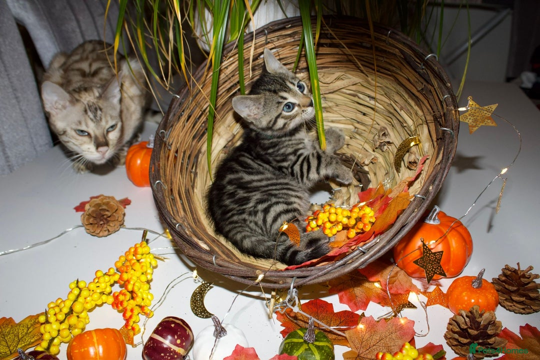 Bengal cats for sale:  Beautiful Bengal kittens  - Image 15