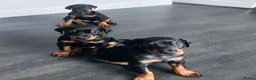 Dobermann dogs for sale: KC REGISTERED - DOBERMAN PUPPIES - Advert 11