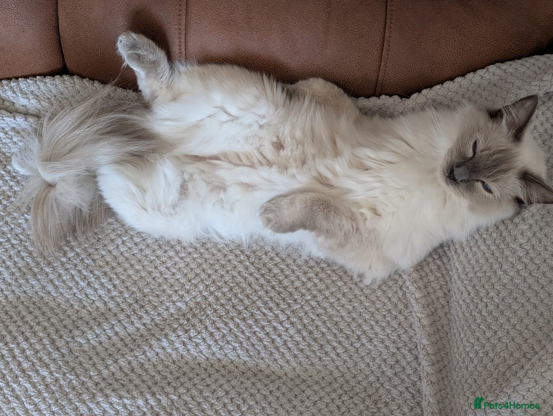 Ragdoll cats for sale: 1 year old Male blue point ragdoll  - Advert 6