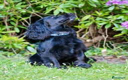 Cocker Spaniel dogs for stud: Dog for STUD  - Image 2