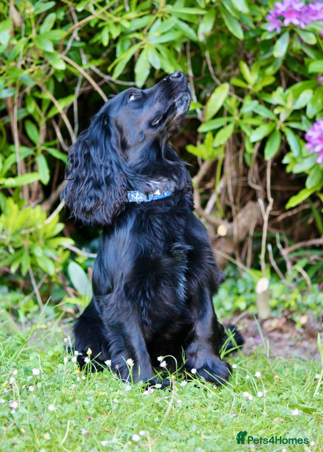 Cocker Spaniel dogs for stud: Dog for STUD  - Image 2