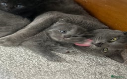 Russian Blue cats for sale: Russian blue kittens cross - Image 11