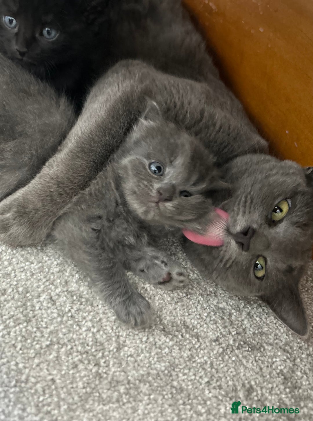 Russian Blue cats for sale: Russian blue kittens cross - Image 11