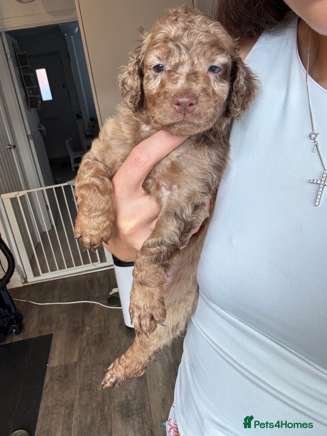 Cockapoo dogs for sale: Merle, Tri& Chocolate f2 Cockapoos (8boys 3girls!) - Image 6