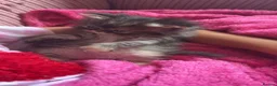 Persian cats for sale: Pure bred Persian kittens  - Advert 4
