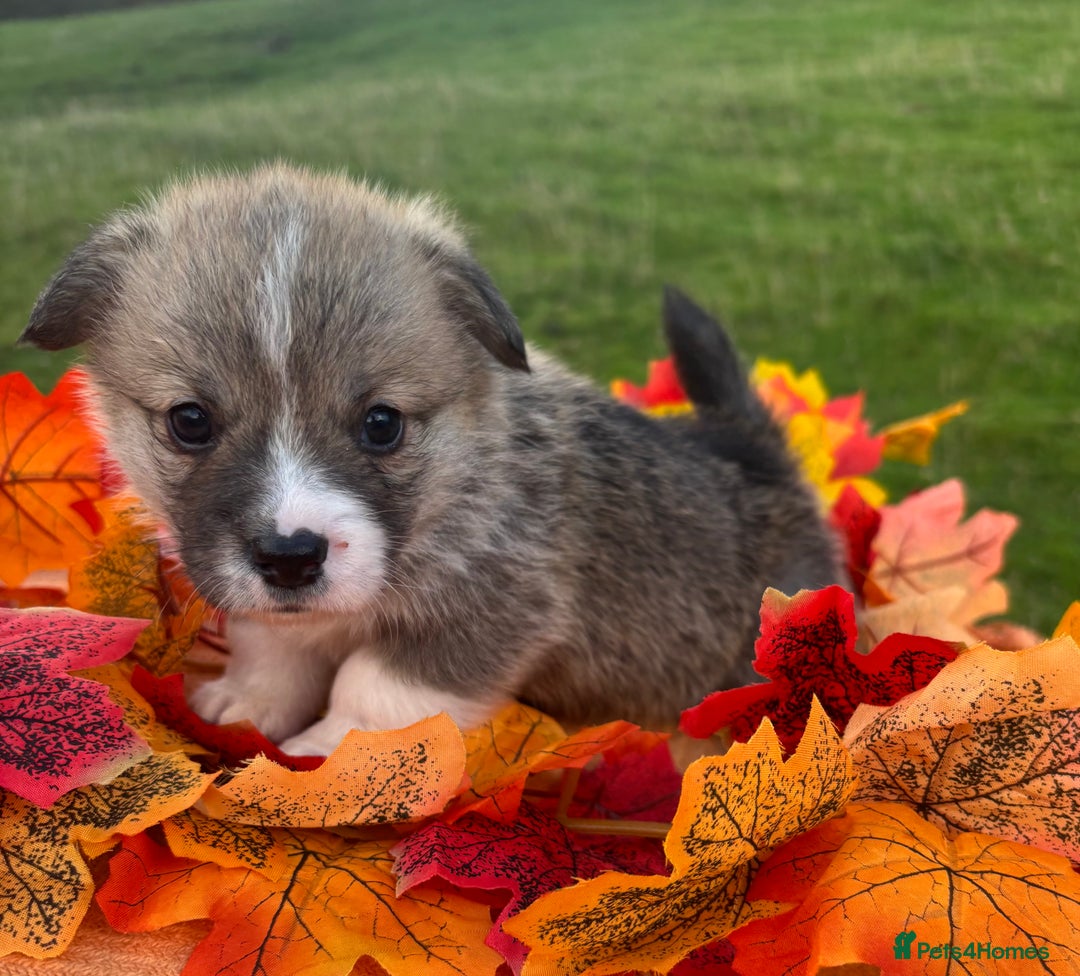Welsh Corgi Pembroke dogs for sale: Champion Show quality stunning Corgi Puppies - Image 5