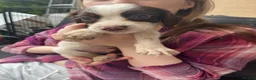 English Springer Spaniel dogs for sale: Springer spaniel pups - Advert 30