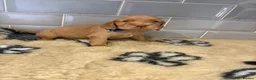 Cocker Spaniel dogs for sale: Quality show cockers - Advert 20