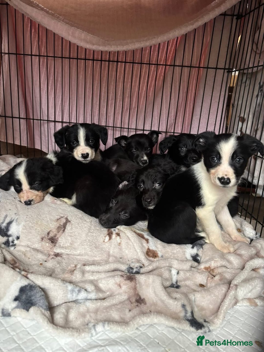 Mixed Breed dogs for sale: Cocker x collie - Advert 5