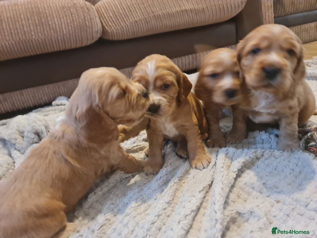 Cocker Spaniel dogs for sale: Golden Cocker Spaniel puppies (boy available) - Advert 17
