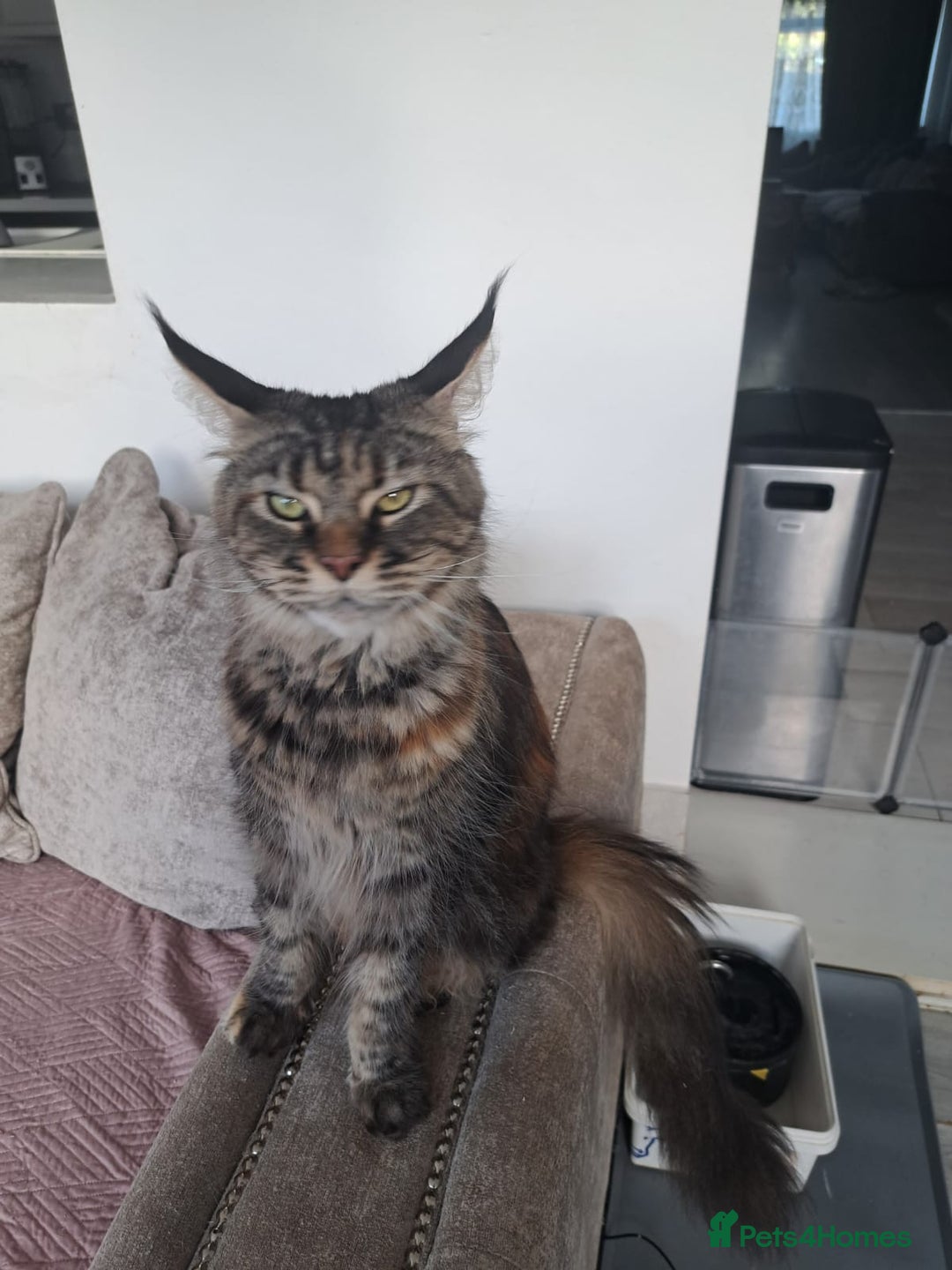 Maine Coon cats for sale: Beautiful main coon kitten ready for a new home. - Advert 2
