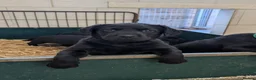 Labrador Retriever dogs for sale: Beautiful Labrador Puppies  - Advert 11