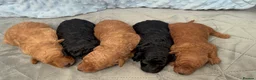 Toy Poodle dogs for sale: KC Registered Miniature Toy Poodle Puppies forSale - Advert 28