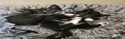 Domestic Shorthair cats for adoption: Bonded pair of rescue kittens ready for new home - Advert 4