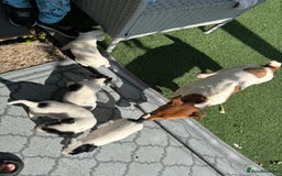 Jack Russell dogs for sale: 1 beautiful Jack Russell boy pup left   - Image 3