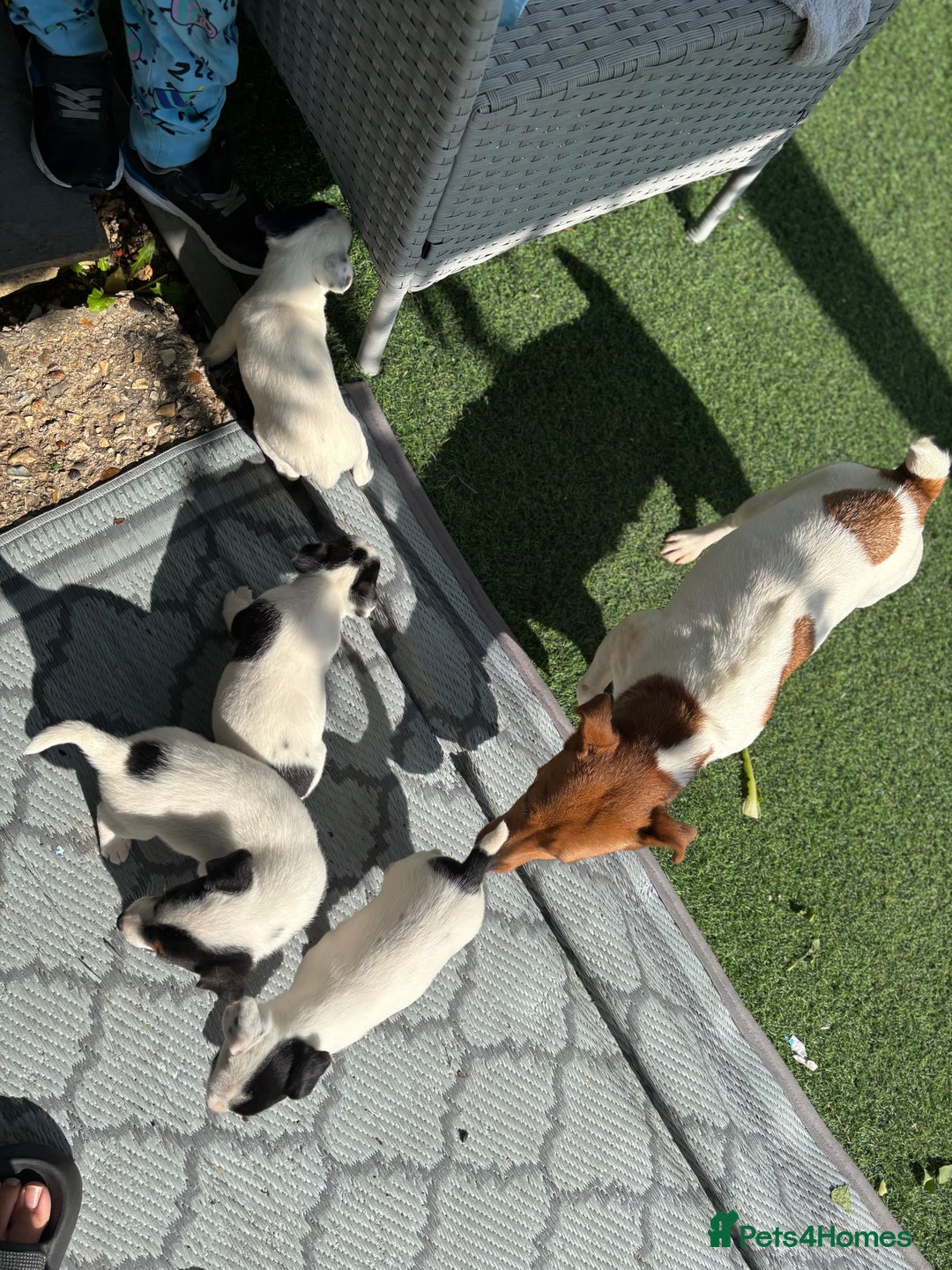 Jack Russell dogs for sale: 1 beautiful Jack Russell boy pup left   - Image 3