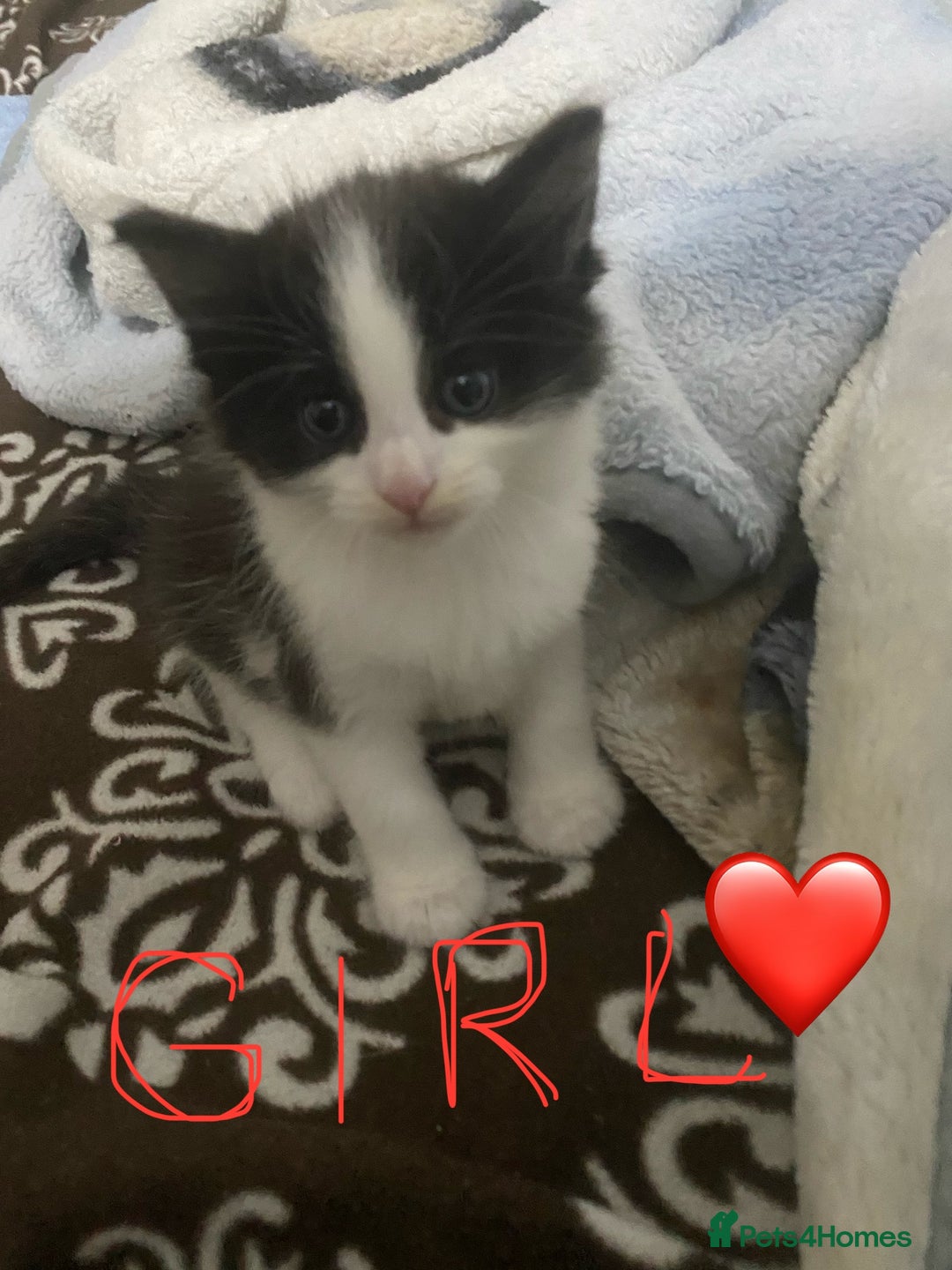 Mixed Breed cats for sale: 5 beautiful black and white kitties  - Image 3